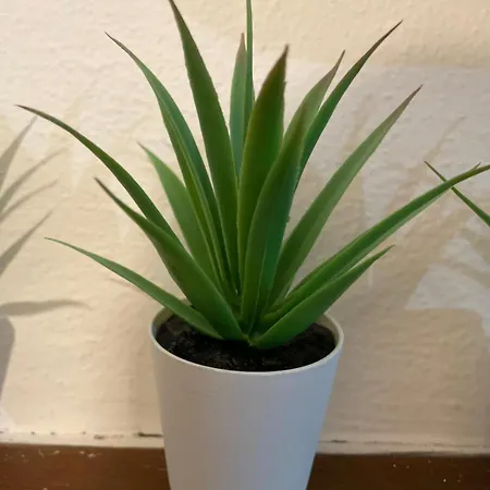 Daire Private Aloes *